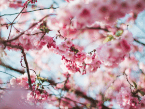 primavera-jardín