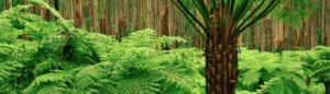 comprar-dicksonia-galicia
