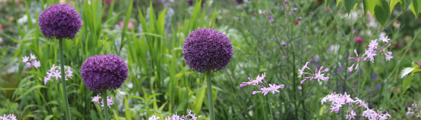 disenos-exclusivos-jardines