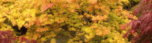 venta-acer-santiago-de-compostela