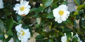 vivero-camelias-y-rosas-santiago-e-compostela-galicia