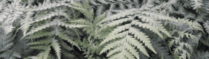 vivero-dicksonia-santiago-de-compostela