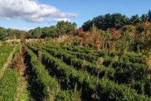 vivero-plantas-y-arboles-ourense-galicia